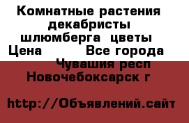 Комнатные растения, декабристы (шлюмберга) цветы › Цена ­ 300 - Все города  »    . Чувашия респ.,Новочебоксарск г.